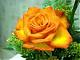 ������ ������� ����